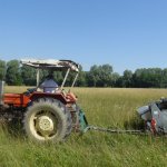 Operazione di raccolta dei semi - Foto M. Lonati
